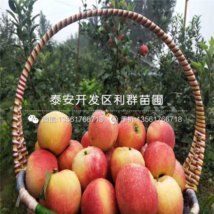 眾成1號蘋(píng)果苗出售、眾成1號蘋(píng)果苗基地