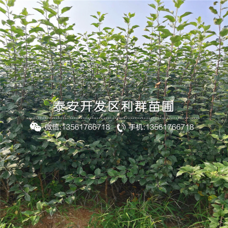 潤(rùn)太一號(hào)柱狀蘋(píng)果樹(shù)苗批發(fā)、2020年潤(rùn)太一號(hào)柱狀蘋(píng)果樹(shù)苗價(jià)格