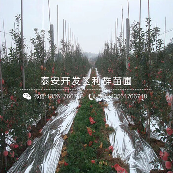煙富八號(hào)蘋果苗、煙富八號(hào)蘋果苗價(jià)格及報(bào)價(jià)