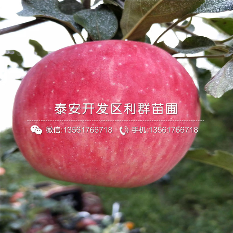 信濃金蘋果樹苗報價及價格