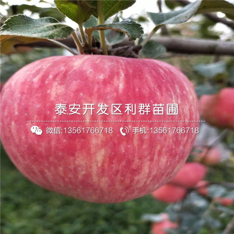 紅嘎啦蘋果苗出售價格、紅嘎啦蘋果苗基地及報價