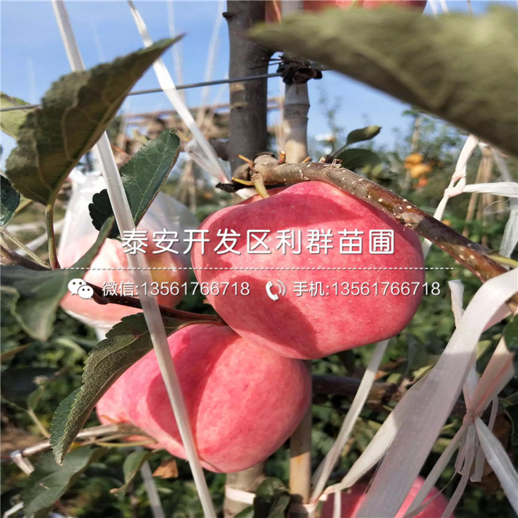 出售矮化蘋果苗、矮化蘋果苗基地