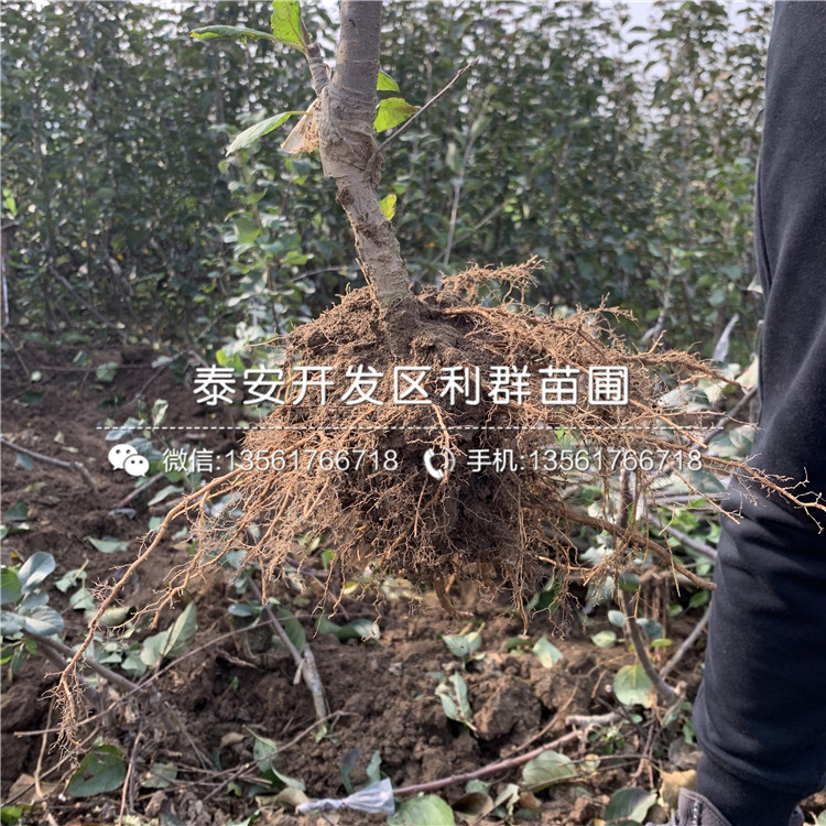 秦冠蘋果樹苗批發(fā)基地、秦冠蘋果樹苗報價及價格