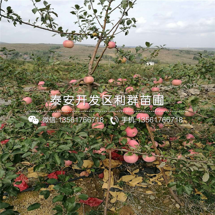 矮化m9t337蘋(píng)果樹(shù)苗出售
