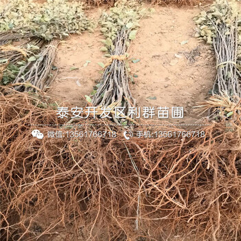 出售紅露蘋果苗、出售紅露蘋果苗價(jià)格及基地