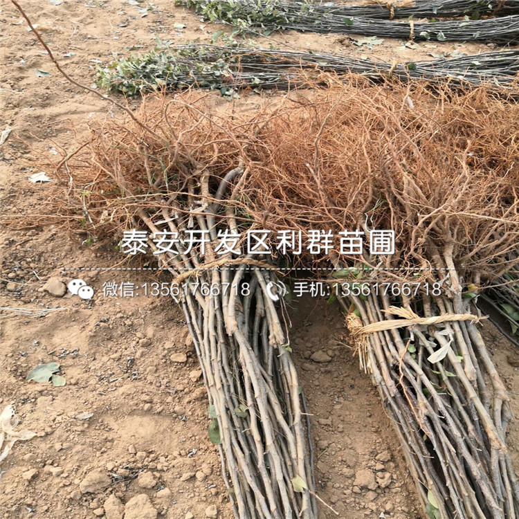 华玉苹果树苗出售基地