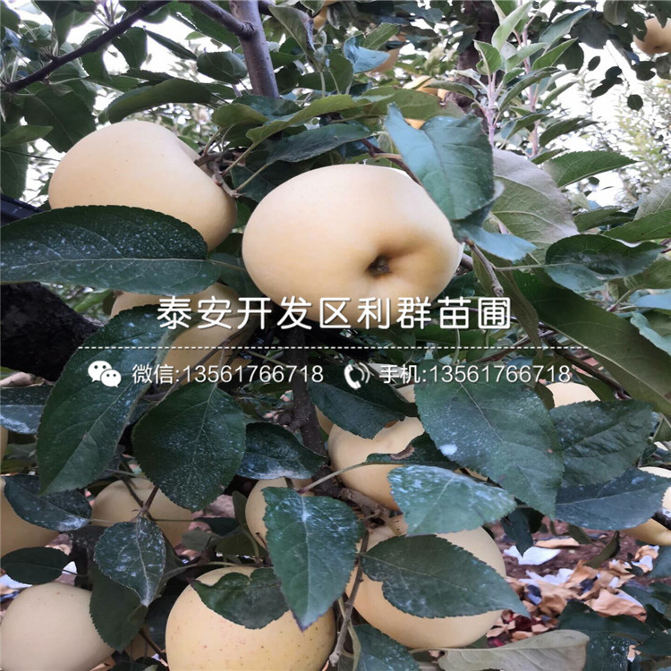 神富一号苹果树苗批发基地