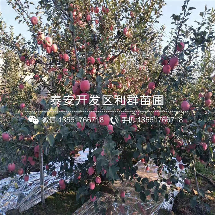 山东响富苹果苗基地