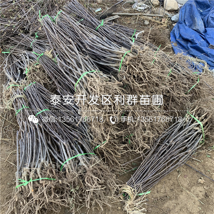 紅星蘋果苗、紅星蘋果苗基地