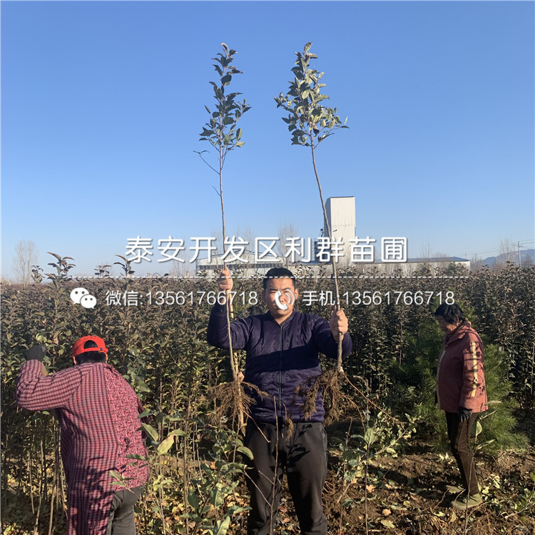 泰山早霞蘋果樹苗、泰山早霞蘋果樹苗報(bào)價(jià)及價(jià)格