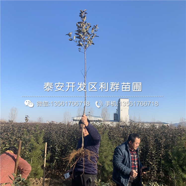 神富一號蘋果苗出售