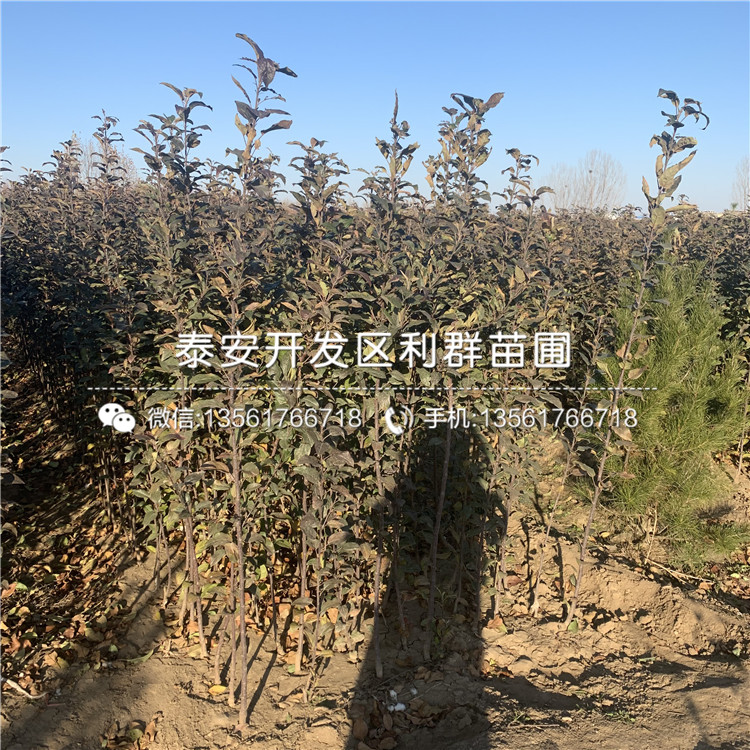 2020年紅露蘋果苗報(bào)價(jià)、2020年紅露蘋果苗價(jià)格