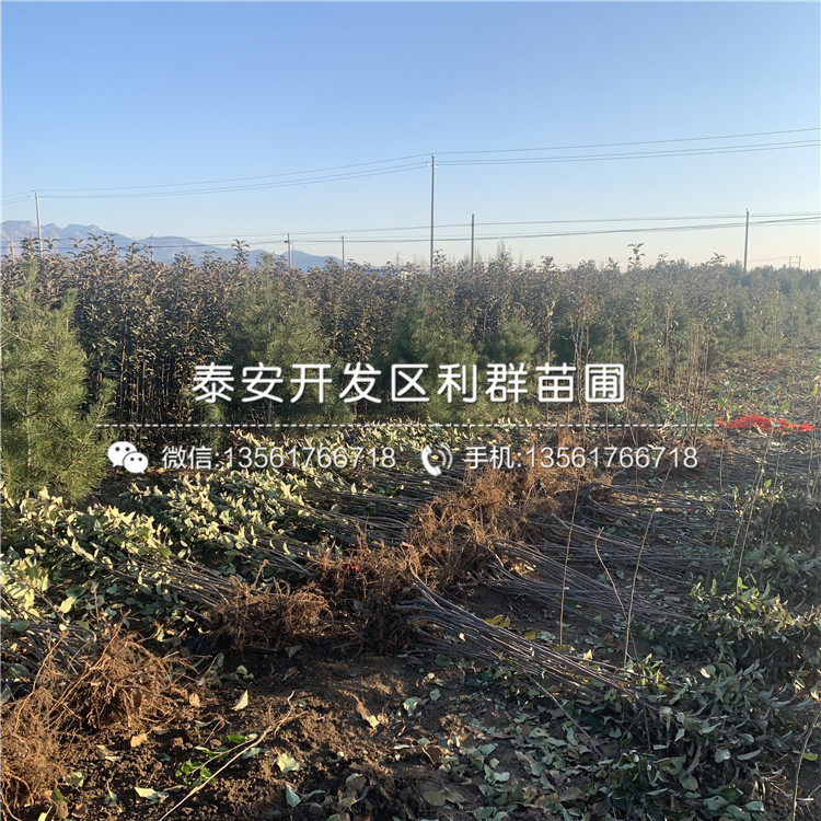 信濃金蘋果樹苗、信濃金蘋果樹苗報(bào)價(jià)