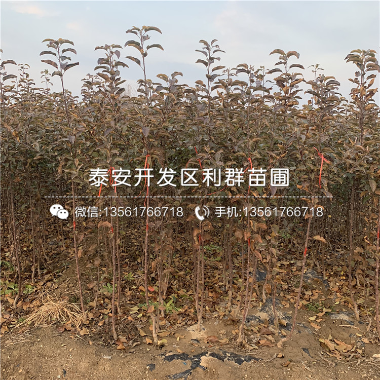矮化柱狀蘋果苗出售、2020年矮化柱狀蘋果苗價格