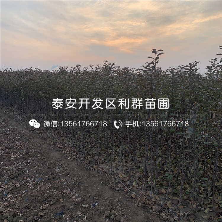 望香紅蘋果苗價(jià)格及報(bào)價(jià)