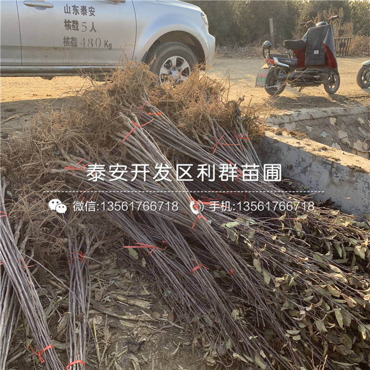 自根砧蘋(píng)果樹(shù)苗、自根砧蘋(píng)果樹(shù)苗報(bào)價(jià)及價(jià)格