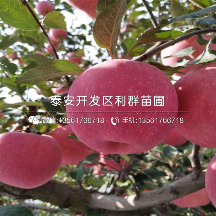紅元帥蘋果樹苗價格、紅元帥蘋果樹苗批發(fā)
