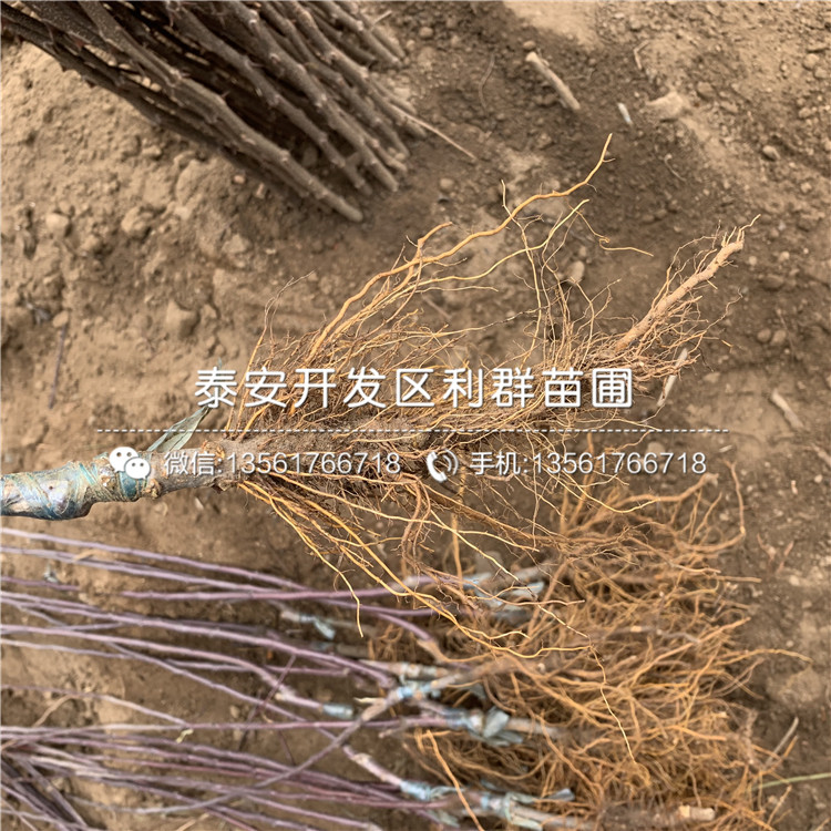 華碩蘋果苗新品種