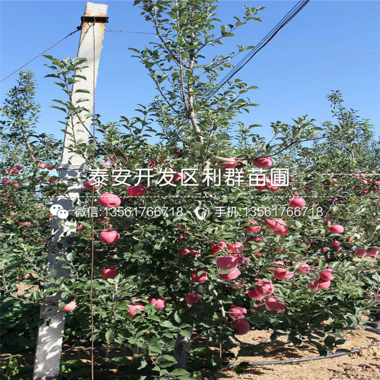 中秋王蘋果苗批發(fā)、中秋王蘋果苗基地