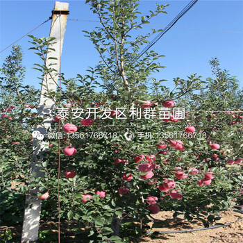 紅蛇果蘋果樹苗價格、紅蛇果蘋果樹苗報價