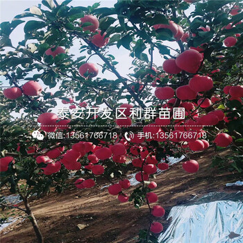 秦冠蘋果苗價位