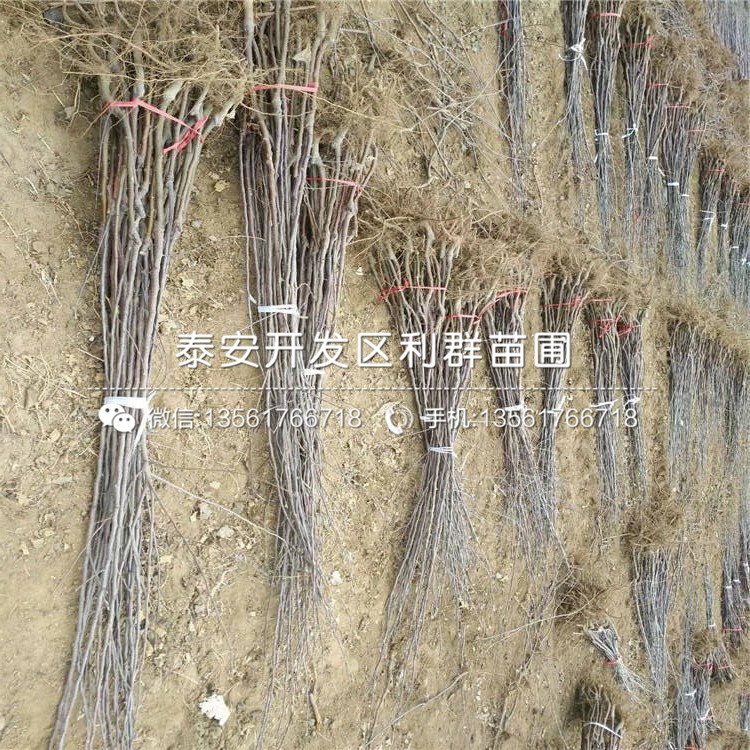 紅嘎啦蘋果苗出售價格、紅嘎啦蘋果苗基地及報價