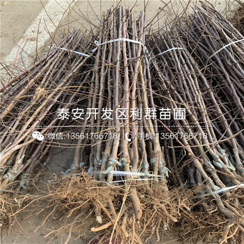 紅蜜脆蘋果苗、紅蜜脆蘋果苗出售價(jià)格