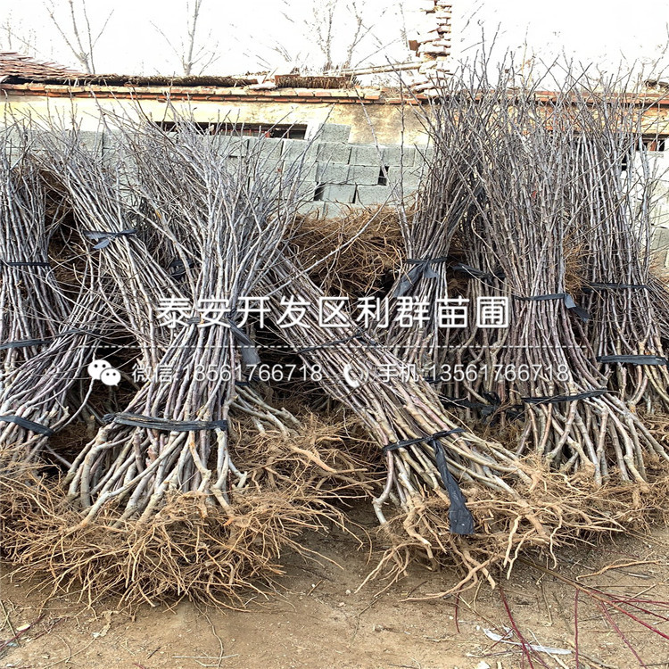 黑鉆蘋果樹苗、黑鉆蘋果樹苗報(bào)價(jià)及價(jià)格