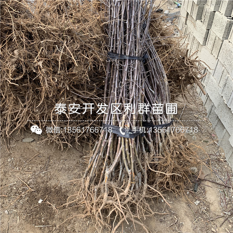 1公分M26蘋果樹苗、1公分M26蘋果樹苗價格