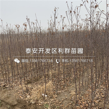 M9T337蘋果苗品種介紹、M9T337蘋果苗價(jià)格及報(bào)價(jià)