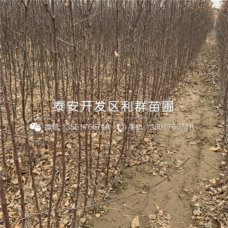山東金帥蘋果苗、金帥蘋果苗基地