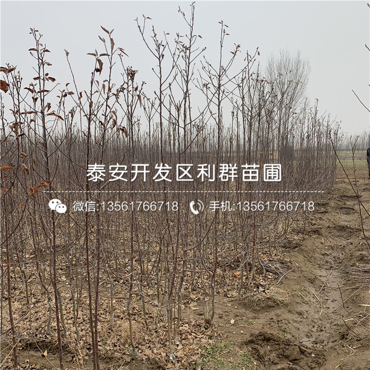 煙富八號(hào)蘋果樹苗批發(fā)、煙富八號(hào)蘋果樹苗基地