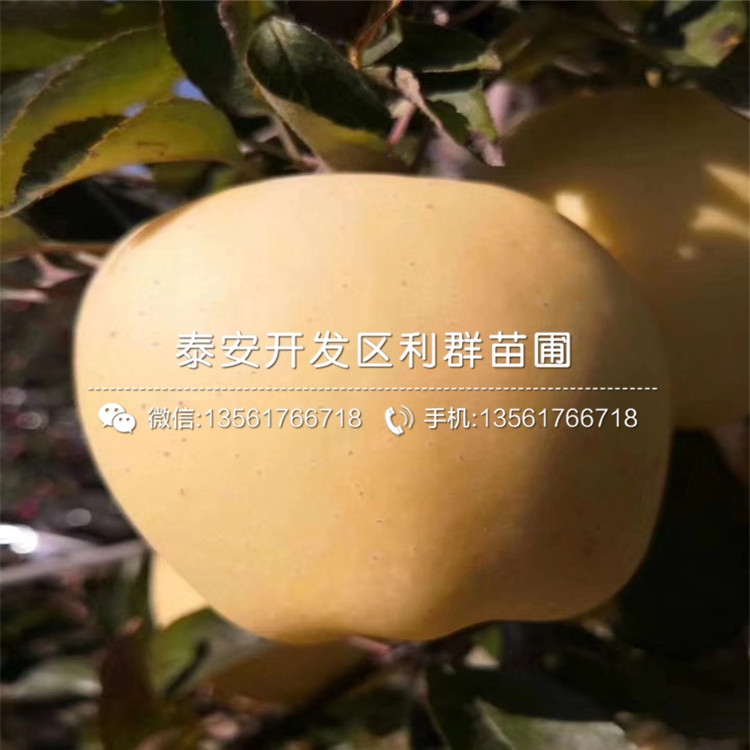 寒富蘋果樹苗、寒富蘋果樹苗批發(fā)基地