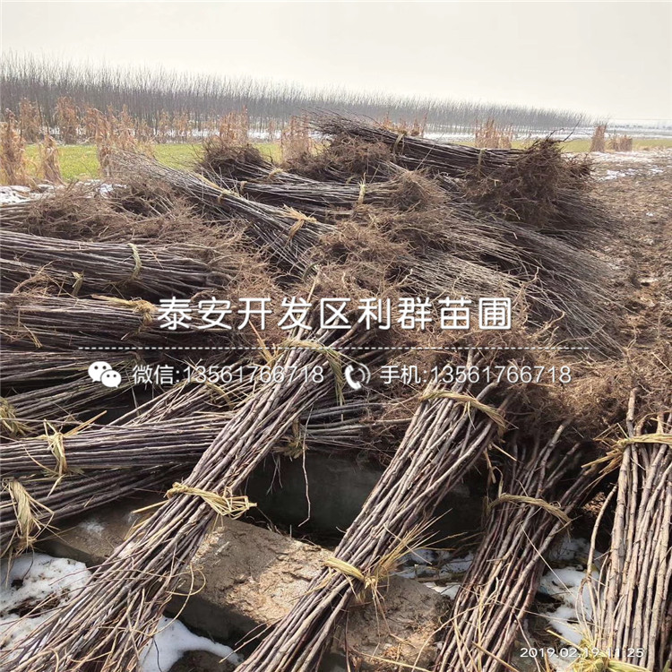紅蛇果蘋果苗批發(fā)基地、紅蛇果蘋果苗報價及價格