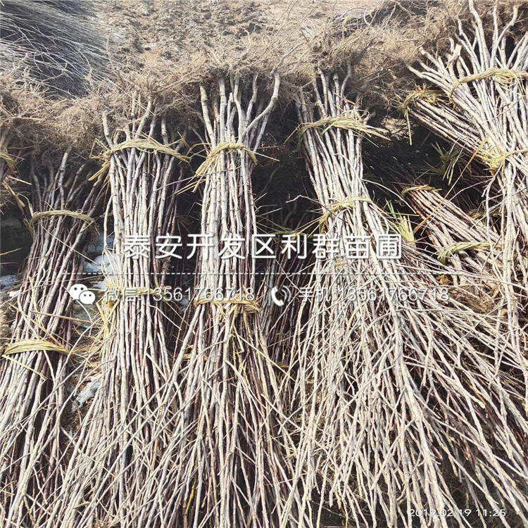 1公分蘋果樹苗出售價格、1公分蘋果樹苗基地及報價