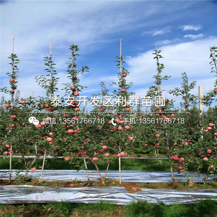 华玉苹果树苗出售基地