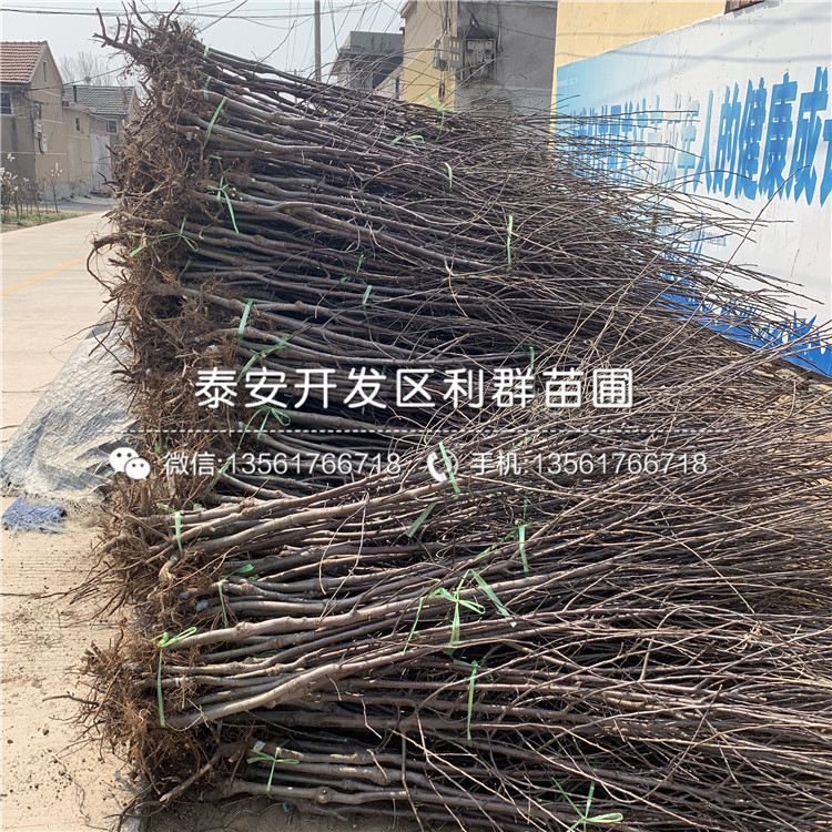 信濃金蘋果樹苗基地及價(jià)格