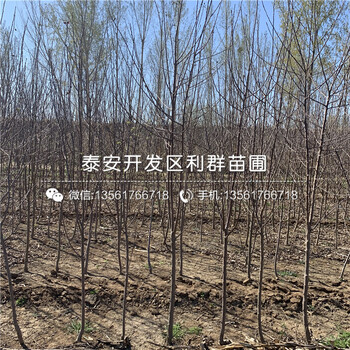 2公分水蜜桃蘋果苗、2公分水蜜桃蘋果苗價格及報價