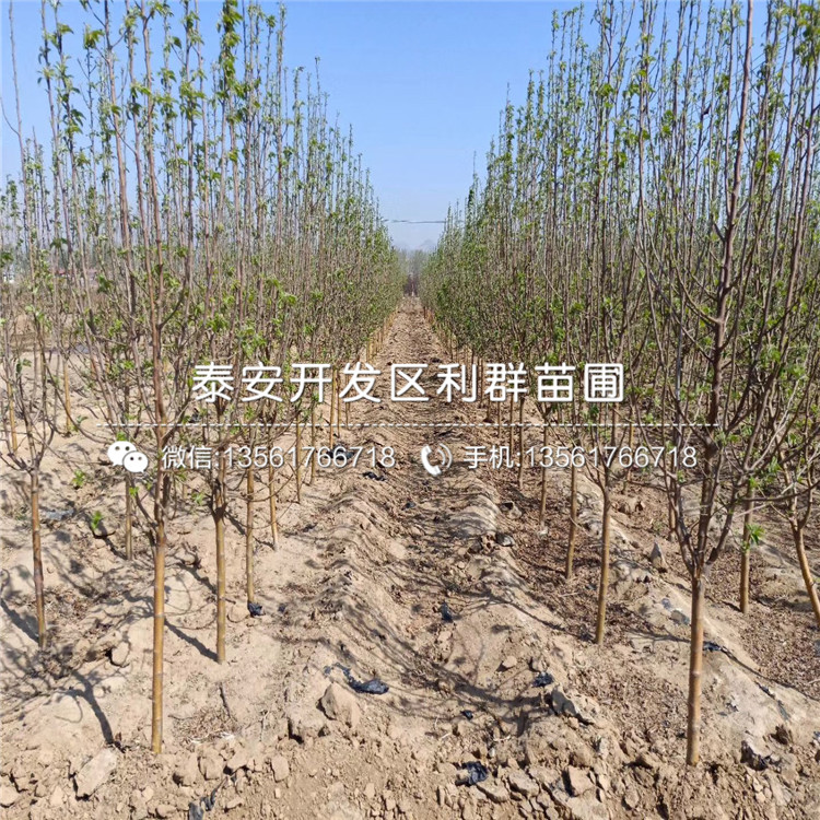 矮化蘋果樹苗價格、2020年矮化蘋果樹苗價格