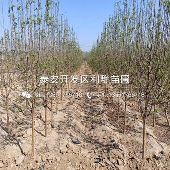 新品種紅富士蘋果苗、紅富士蘋果苗價格及報價