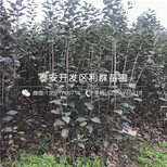 花牛苹果树苗基地及报价图片3