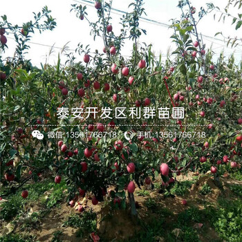 自根砧蘋果苗出售、自根砧蘋果苗基地