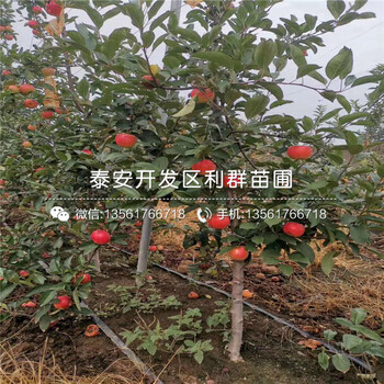 矮化蘋果苗價(jià)格及報(bào)價(jià)