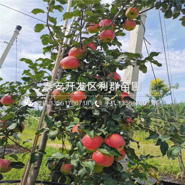 瑞雪蘋果樹苗基地、瑞雪蘋果樹苗價格及報價