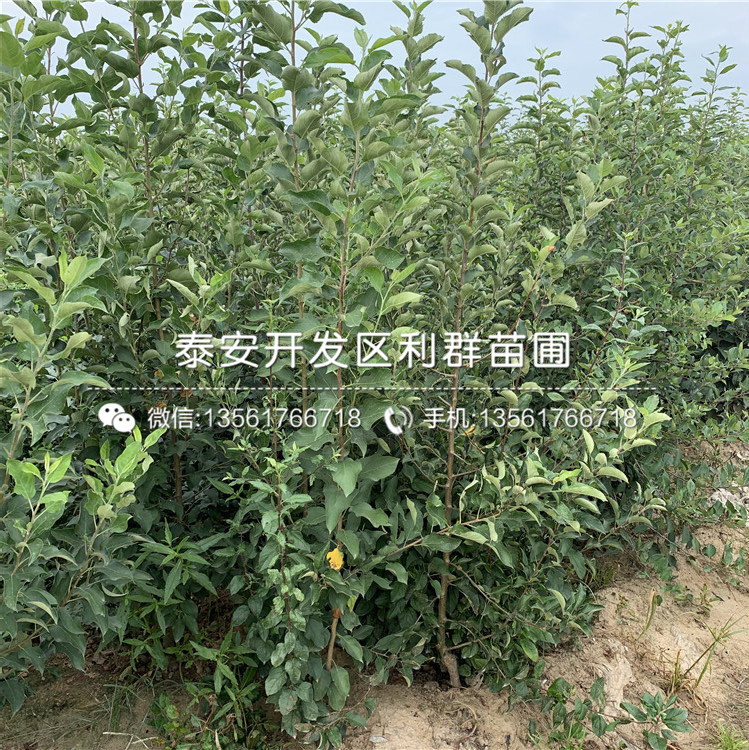 长富2号苹果树苗批发价格