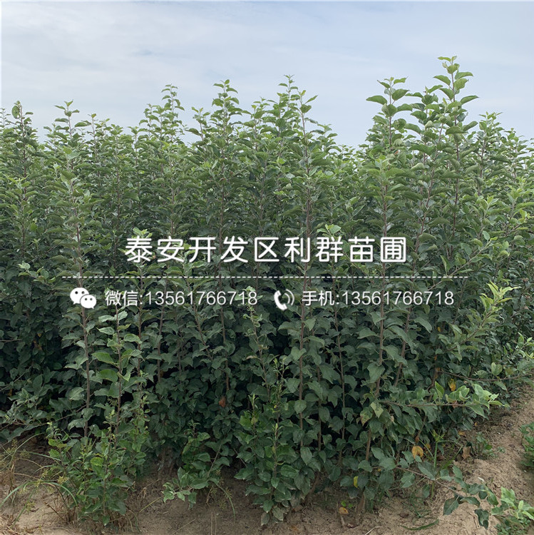 山東hff63蘋果樹苗、山東hff63蘋果樹苗價格及報價