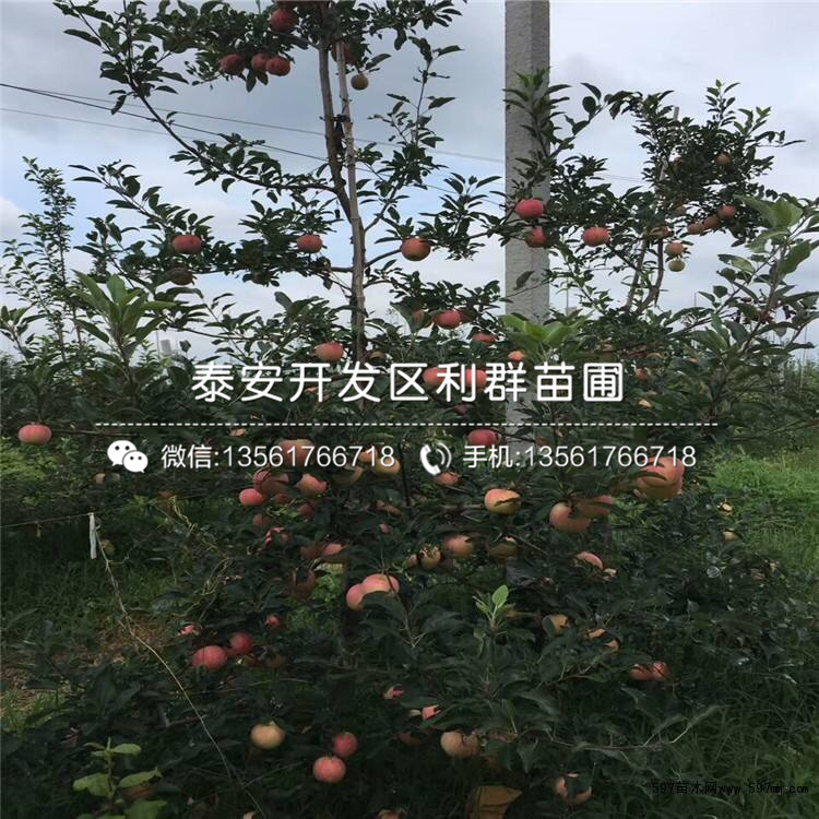 双矮苹果树苗价钱