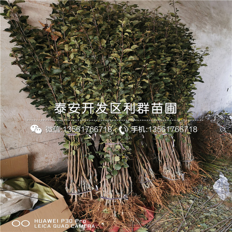 寒富蘋果樹苗、寒富蘋果樹苗批發(fā)基地