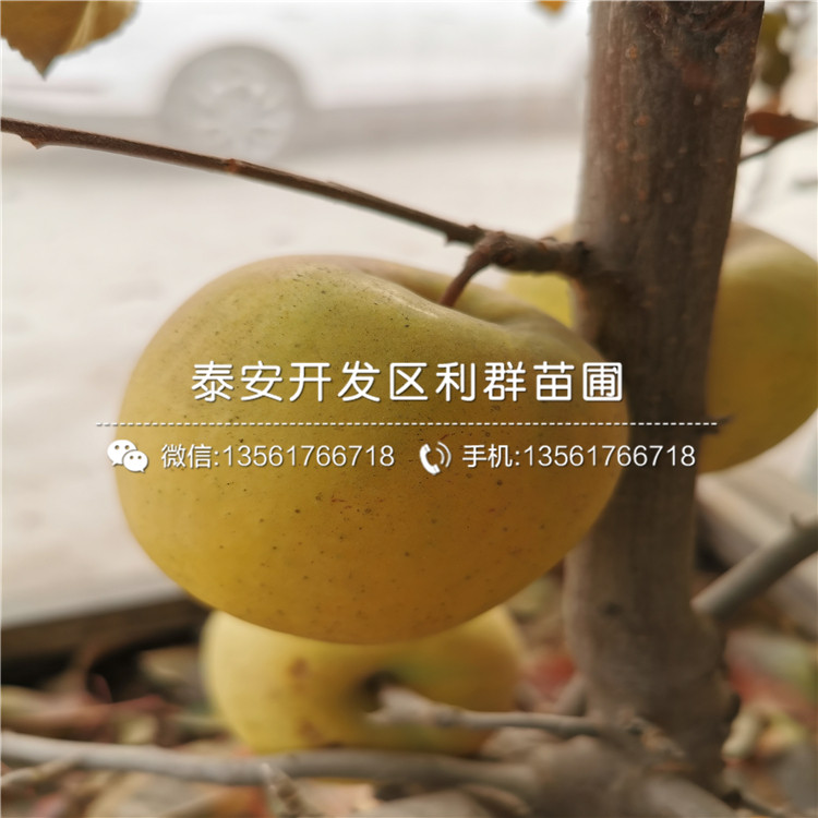 煙富6號(hào)蘋果苗出售、煙富6號(hào)蘋果苗價(jià)格及報(bào)價(jià)