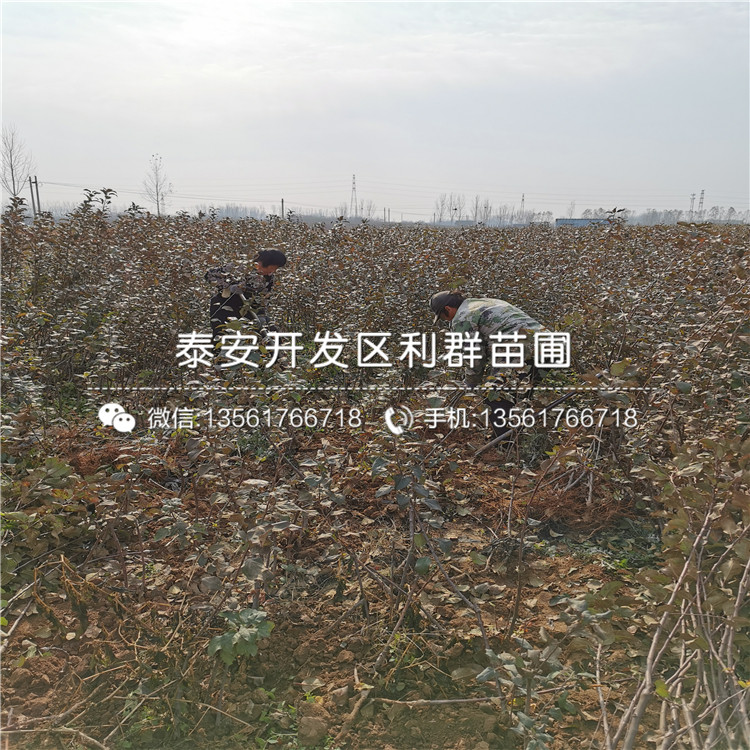 煙富111蘋果苗品種介紹、煙富111蘋果苗價格及報價